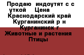 Продаю  индоутят с с уткой. › Цена ­ 1 200 - Краснодарский край, Курганинский р-н, Курганинск г. Животные и растения » Птицы   